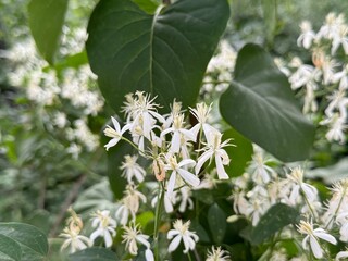 Clematis armandii also called as Armand clematis or perennial clematis.