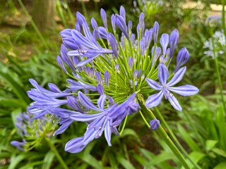 Agapanthus africanus flower,natural wallpaper.
