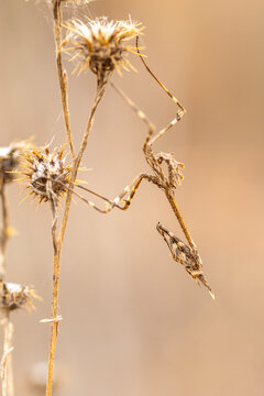 Macro photography of a camouflaged Empusa mantis on dried plant