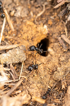 Macro photo of ants entering and exiting their nest