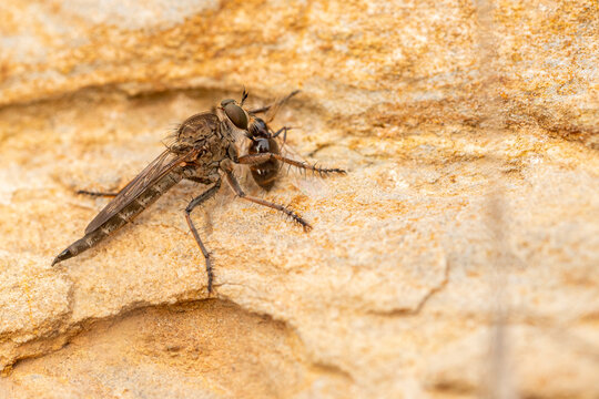 Close-up of a Robber Fly Eating Its Prey on Stone Surface