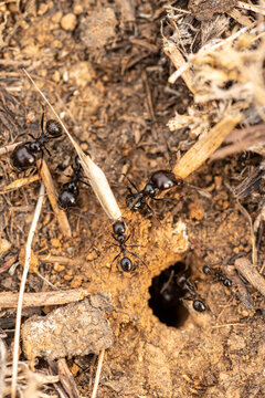 Detailed macro shot of black ants at work near their nest