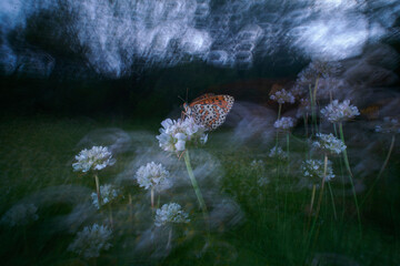 Ethereal butterfly on white flowers under moody skies