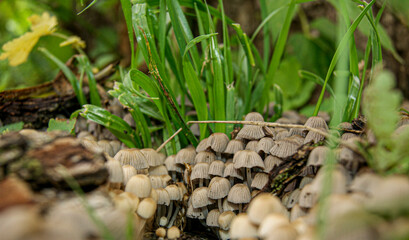 Cluster Of Mushrooms In Grass