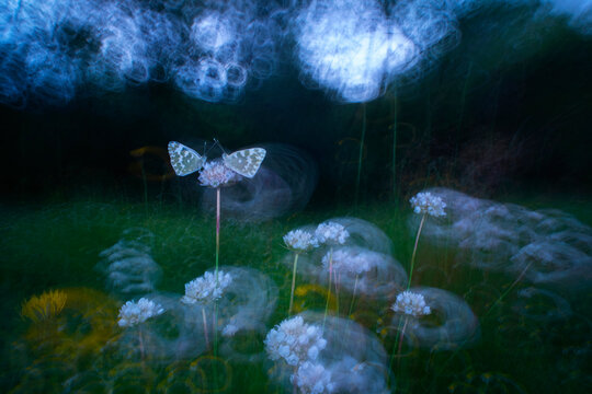 Ethereal butterfly and flowers in a dreamlike painting