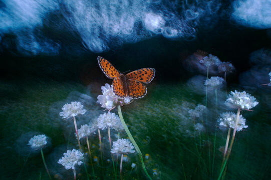 Dreamy butterfly on white flowers in a mystical landscape