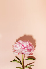 Pink peony isolated on pastel background