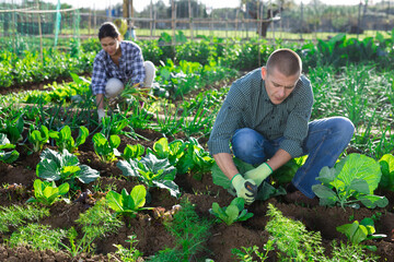 Focused man engaged in vegetables cultivation, hilling cabbage seedlings in garden beds on sunny spring day
