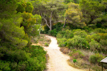 road in the forest