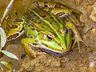 frog on a leaf