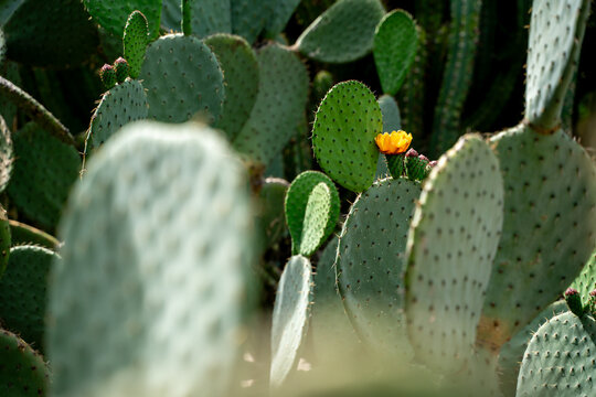Blossom of opuncia cactus
