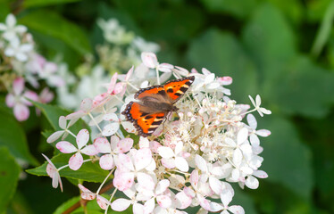 Butterfly sitting on the white hydrangea flowers close up.