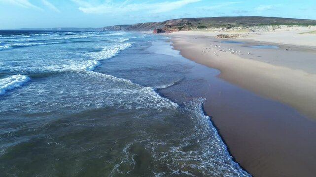Wild beach and flock of seagulls flying drone view in Algarve, Portugal