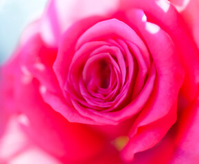 Garden rose flower in sunlight. Beautiful gentle delicate floral petals.