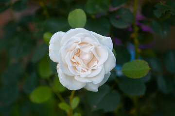 Garden rose flower in sunlight. Beautiful gentle delicate floral petals.