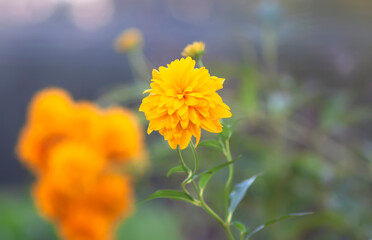Rudbeckia golden ball daisy flowers.