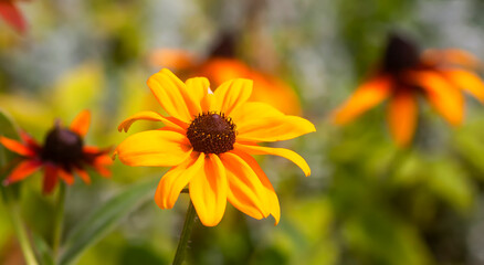 Rudbeckia hirta, Black-eyed Susan, or African daisy flowers.