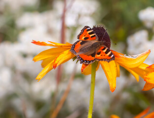 The butterfly sitting on the Rudbeckia hirta, Black-eyed Susan, or African daisy flowers.