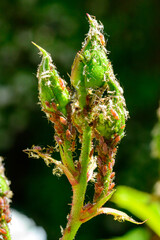 Green Aphid (Aphidoidea, Hemiptera) on a bud of a decorative rose
