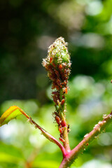 Green Aphid (Aphidoidea, Hemiptera) on a bud of a decorative rose