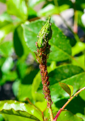 Green Aphid (Aphidoidea, Hemiptera) on a bud of a decorative rose