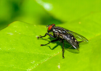 (Sarcophaga carnaria), large gray meat fly on a green leaf