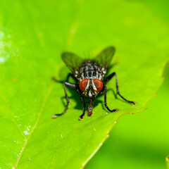 (Sarcophaga carnaria), large gray meat fly on a green leaf