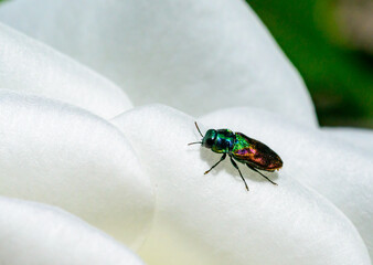 Anthaxia bicolor - A brilliant two-tone beetle on white rose flowers