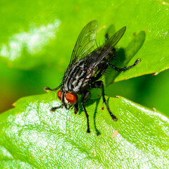 (Sarcophaga carnaria), large gray meat fly on a green leaf