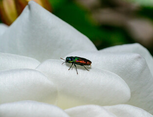 Anthaxia bicolor - A brilliant two-tone beetle on white rose flowers