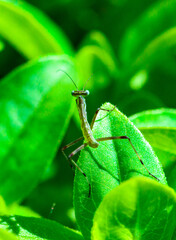 Young little mantis Hierodula transcaucasica - an invasive species