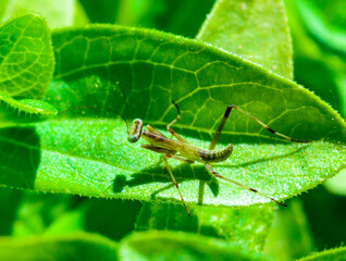 Young little mantis Hierodula transcaucasica - an invasive species