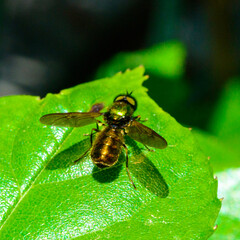 Chloromyia formosa - green shiny fly on a background of green leaves