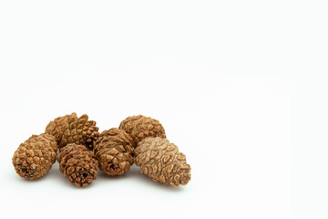 Collection of brown dry cedar cones of small size on white background, lying still in a pile. Textured cones. Horizontal. For banner.