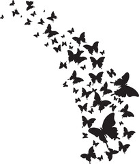 butterfly on a white background