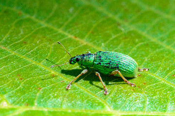 Polydrusus formosus - green shiny beetle weevil on a green leaf