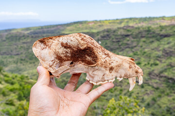 Skull, The dog (Canis familiaris or Canis lupus familiaris) is a domesticated descendant of the wolf. Kokee Road, west Kauai, Hawaii