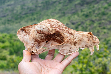 Skull, The dog (Canis familiaris or Canis lupus familiaris) is a domesticated descendant of the wolf. Kokee Road, west Kauai, Hawaii