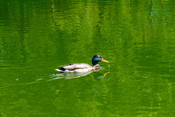 A male duck mallard (Anas platyrhynchos) swimming in a lake.