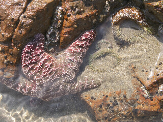 Tidepool