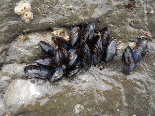 California Mussels