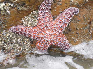 Starfish 2