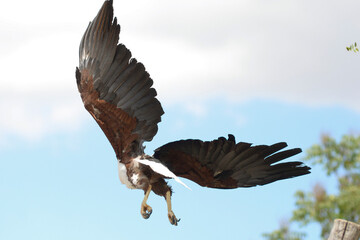 Beautiful wingspan of the Bald Eagle, the African fish eagle. A bird of prey, a symbol of America, hunts in flight against the blue sky, close-up