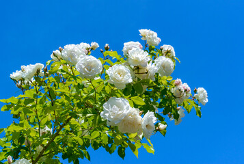 White Roses Blooming Against A Blue Sky