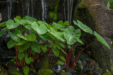 Green Leaves and Red Stalks on Hawaiian Taro Plants Growing in a Rock Waterfall.