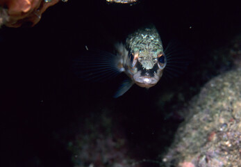 Perchia Fish - Comber (Serranus cabrilla) Alghero, Sardinia, Italy
