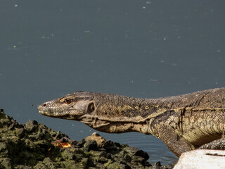 Asian Water Monitor in Borneo, Malaysia