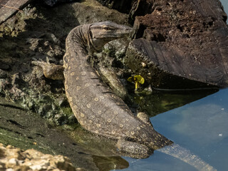 Asian Water Monitor in Borneo, Malaysia