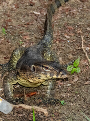 Asian Water Monitor in Borneo, Malaysia