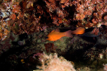 Re di Triglie, Cardinal Fish, Meerbarbenkönig (Apogon imberbis). Alghero, Capo Caccia, Sardegna, Sardinia. Italy